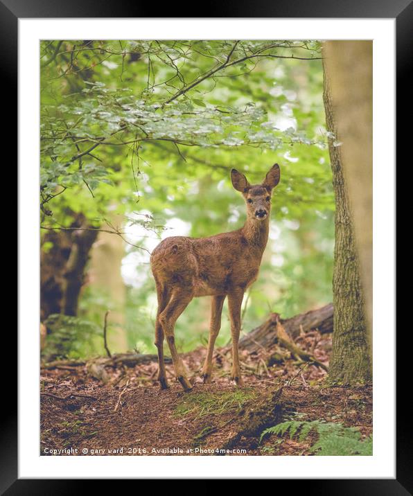 Roe deer in the woods Framed Mounted Print by gary ward