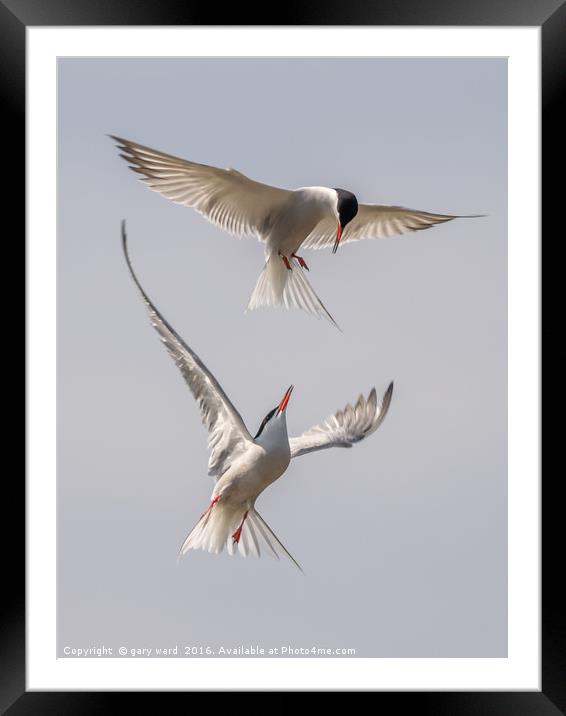 tern to me Framed Mounted Print by gary ward