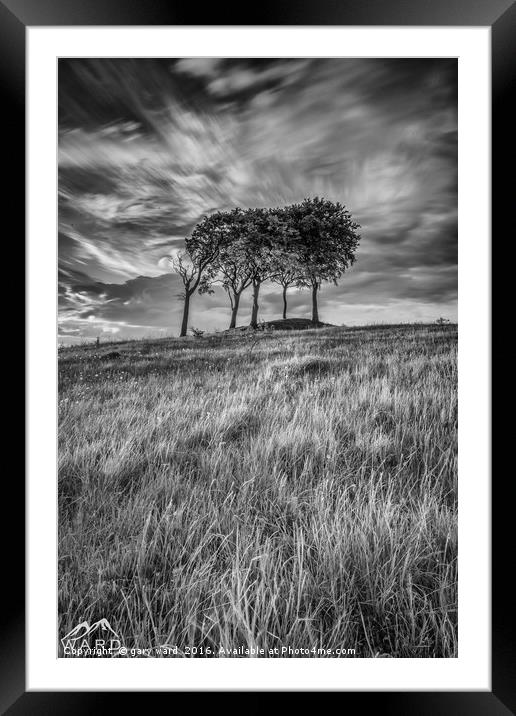 Copt Barrow Trees in Mono Framed Mounted Print by gary ward