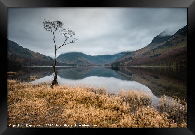 Buttermere Lone Tree Framed Print by gary ward
