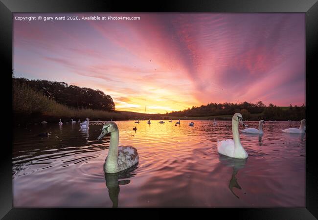 Swan sunrise Framed Print by gary ward