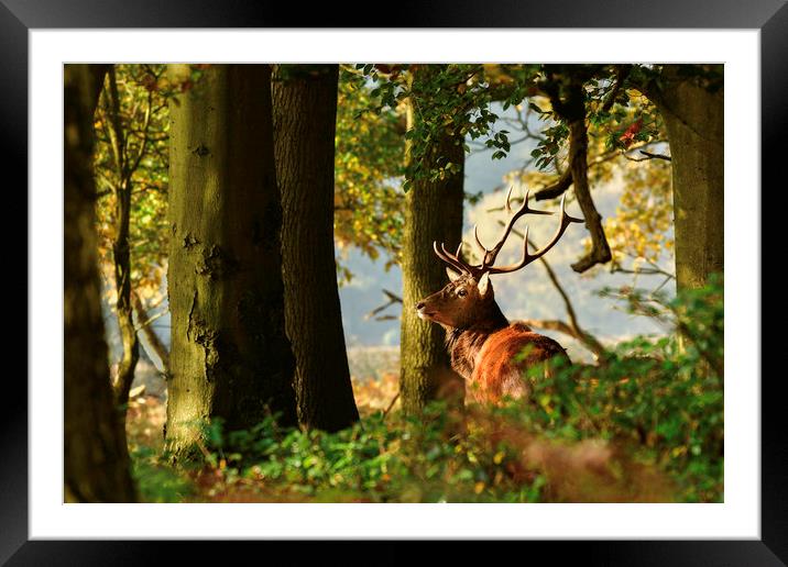 Red Deer in woodland Framed Mounted Print by Paul Huddleston