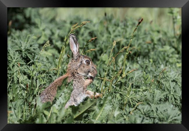 Wild Rabbit cleaning its paws Framed Print by Paul Huddleston