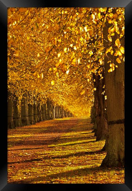 Autumn Walk Framed Print by kevin marston
