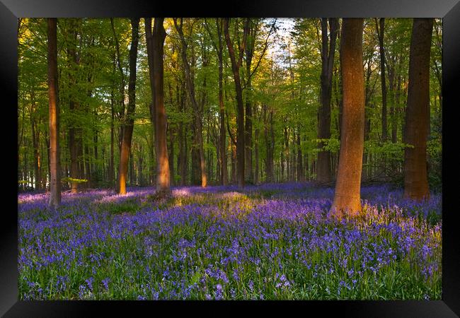 Bluebell wood Framed Print by kevin marston