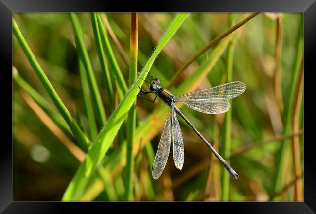 Damselfly Resting Framed Print by Eric Pearce AWPF