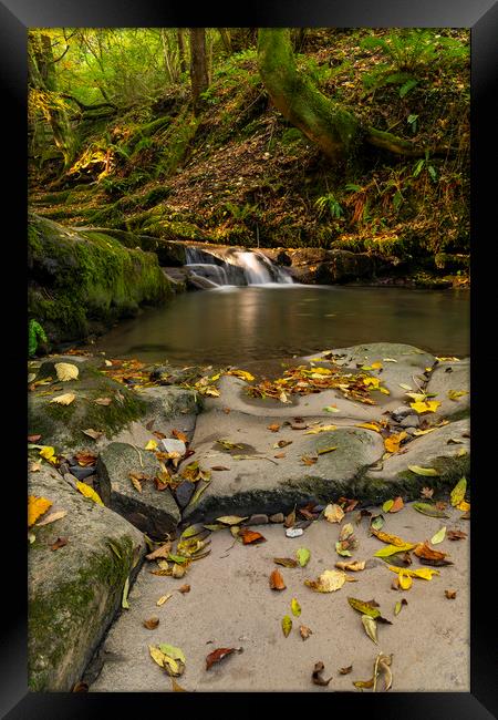 Sunlight on leaves at clydach Framed Print by Eric Pearce AWPF