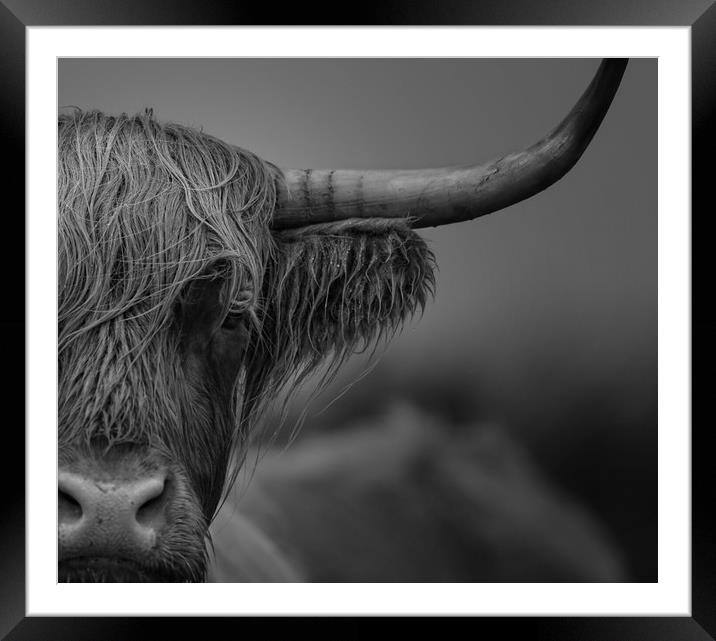 Horn Framed Mounted Print by Paul Fine