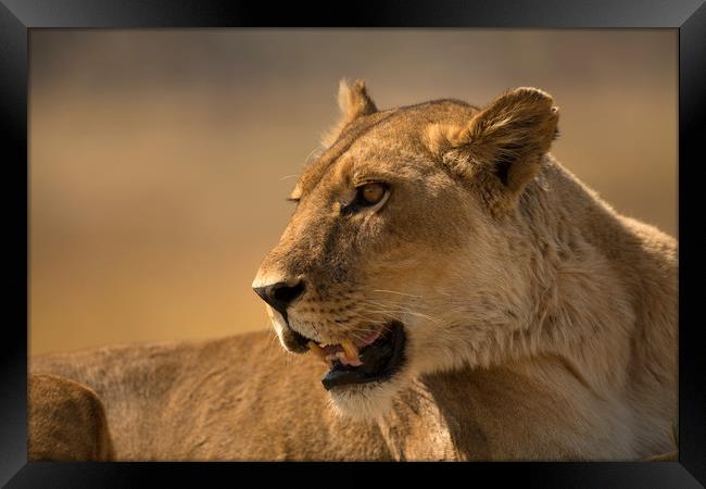 Lioness Botswana  Framed Print by Paul Fine