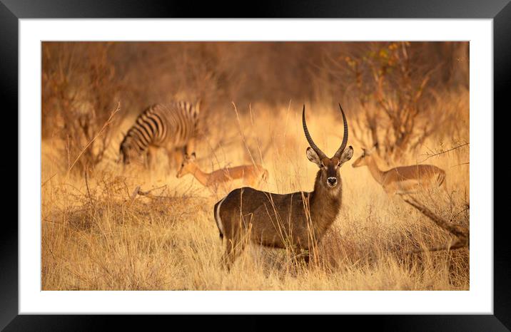 Sable and friends  Framed Mounted Print by Paul Fine