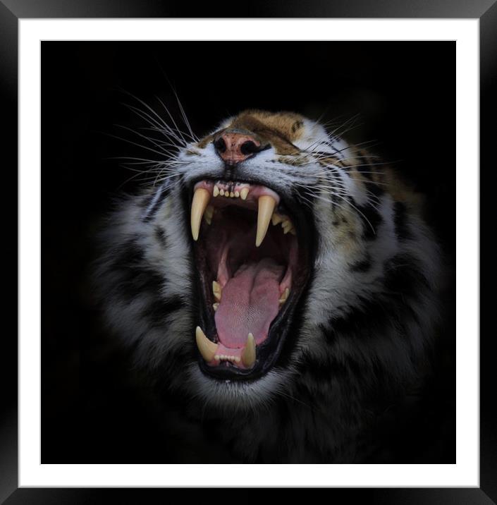 Call of the wild  Framed Mounted Print by Paul Fine