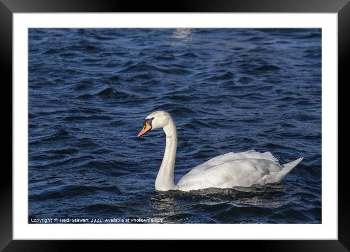 White Swan Framed Mounted Print by Heidi Stewart
