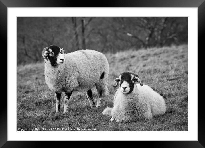 Swaledale Sheep, Yorkshire Dales Framed Mounted Print by Heidi Stewart