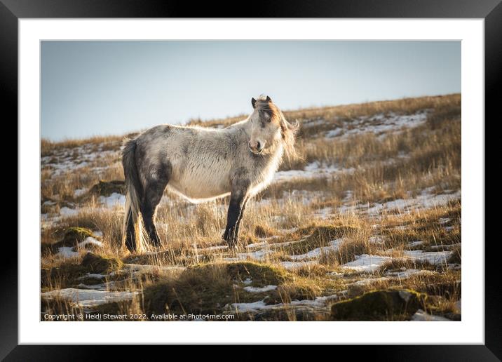 Wild Horse in the Brecon Beacons National Park Framed Mounted Print by Heidi Stewart