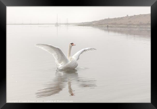 Mute Swan at Keyhaven Marshes Framed Print by Heidi Stewart