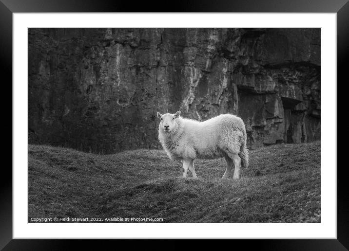 Sheep  Framed Mounted Print by Heidi Stewart