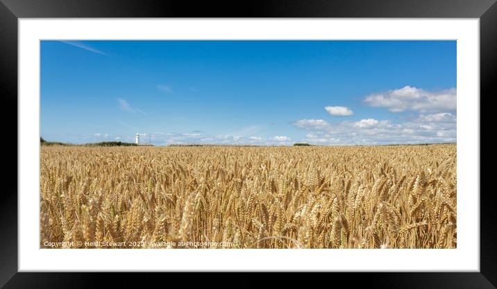 Nash Point Lighthouse and Golden Wheat Fields Framed Mounted Print by Heidi Stewart