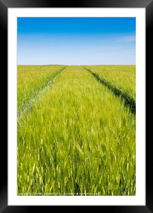 Wheat Field and Blue Sky Framed Mounted Print by Heidi Stewart
