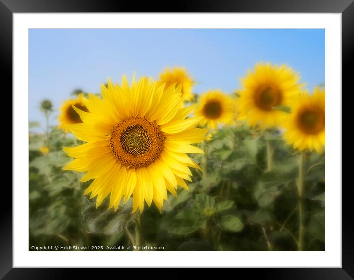 Sunflowers Framed Mounted Print by Heidi Stewart
