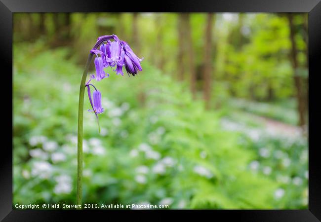 Spring Woodland Framed Print by Heidi Stewart