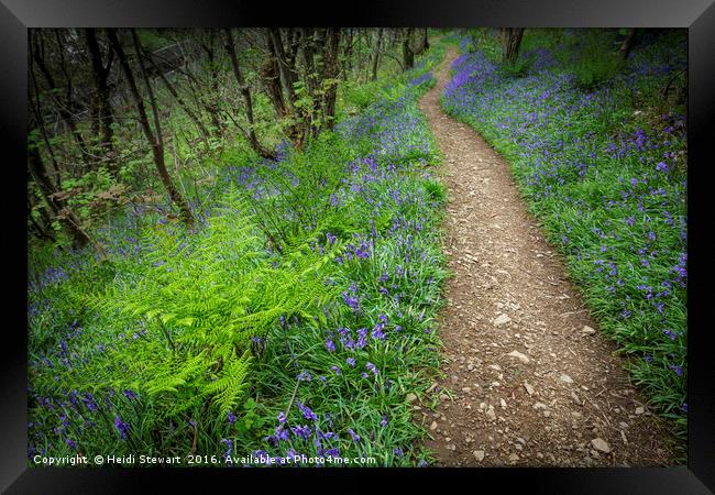 A Carpet of Bluebells Framed Print by Heidi Stewart