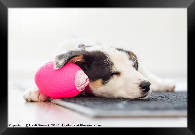Sleeping Border Collie Puppy Framed Print by Heidi Stewart