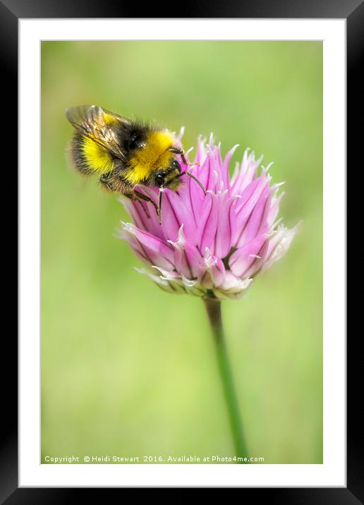 Bee on Chives Framed Mounted Print by Heidi Stewart