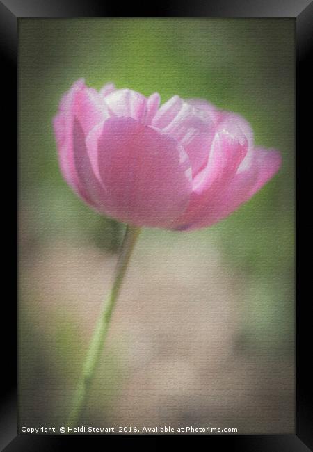 Pink Tulip Framed Print by Heidi Stewart