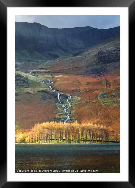Larch Trees at Buttermere Lake Framed Mounted Print by Heidi Stewart