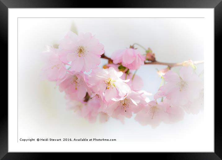 Cherry Blossom Beauty Framed Mounted Print by Heidi Stewart