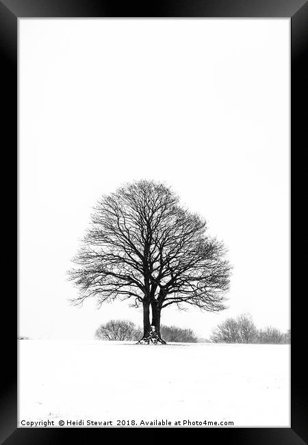 Solitary Tree in the Snow Framed Print by Heidi Stewart