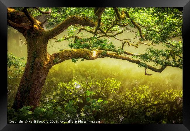 The Magic Tree Framed Print by Heidi Stewart