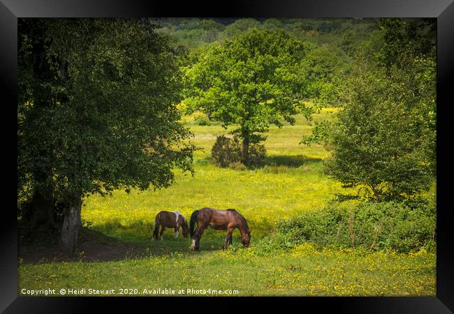 Horses in Spring Time Framed Print by Heidi Stewart