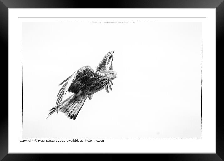 Red Kite in Mono 2 Framed Mounted Print by Heidi Stewart