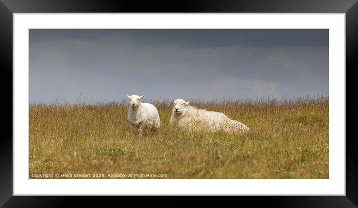 Two Sheep Keeping a Watchful Eye Framed Mounted Print by Heidi Stewart