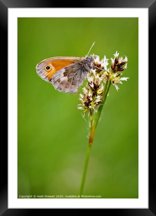 Small Heath Butterfly Framed Mounted Print by Heidi Stewart