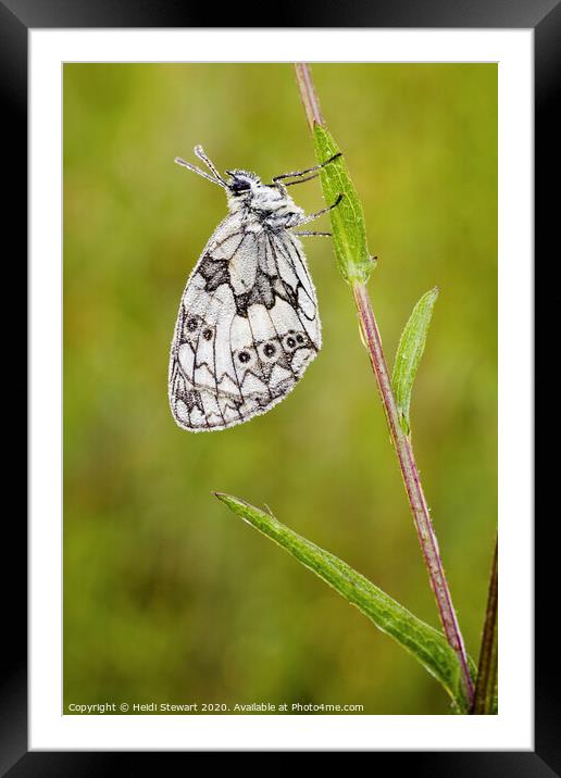 Marbled White Butterfly Framed Mounted Print by Heidi Stewart