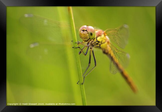Common Darter Dragonfly Framed Print by Heidi Stewart
