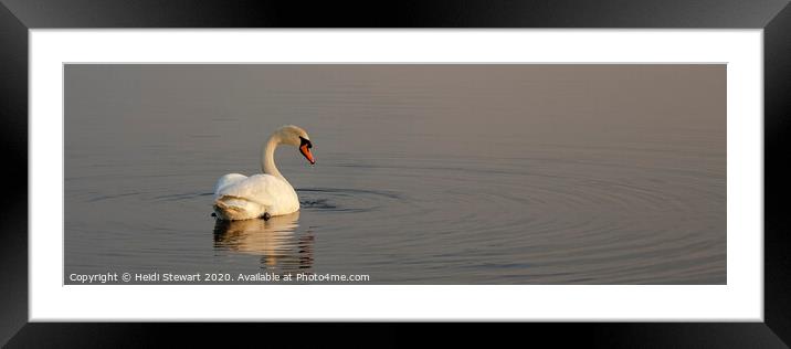 Swan Lake Framed Mounted Print by Heidi Stewart