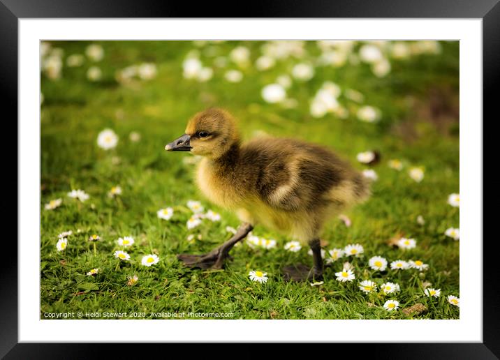 Cute Duckling Framed Mounted Print by Heidi Stewart