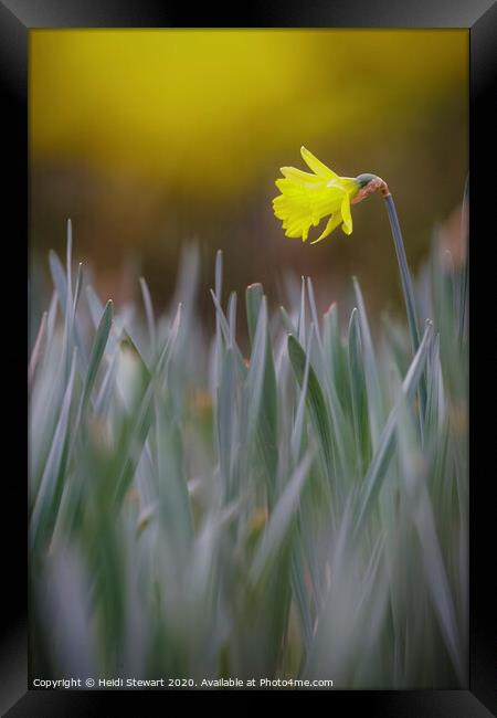 Daffodil Dreams Framed Print by Heidi Stewart