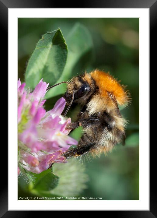 Common Carder Bee Framed Mounted Print by Heidi Stewart