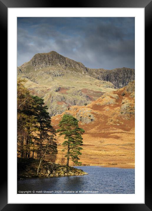 Scots Pine Blea Tarn Framed Mounted Print by Heidi Stewart