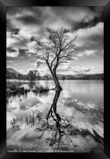 Reflected Tree at Ullswater Lake Framed Print by Heidi Stewart