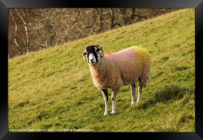 Swaledale Sheep, Yorkshire Dales Framed Print by Heidi Stewart