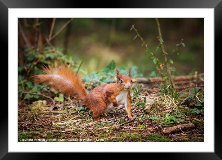 Red Squirrel Sciurus vulgaris Framed Mounted Print by Heidi Stewart