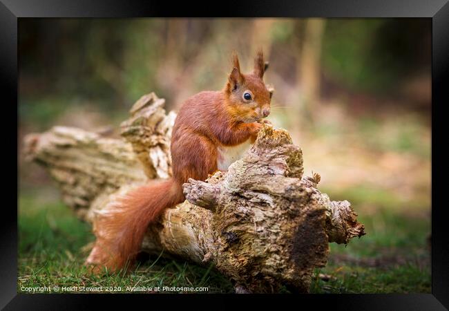 Red Squirrel, Sciurus vulgaris Framed Print by Heidi Stewart