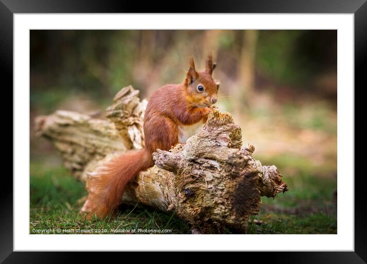Red Squirrel, Sciurus vulgaris Framed Mounted Print by Heidi Stewart