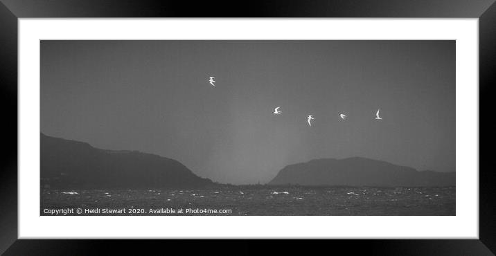 Black-headed Gulls over Llandudno in North Wales Framed Mounted Print by Heidi Stewart