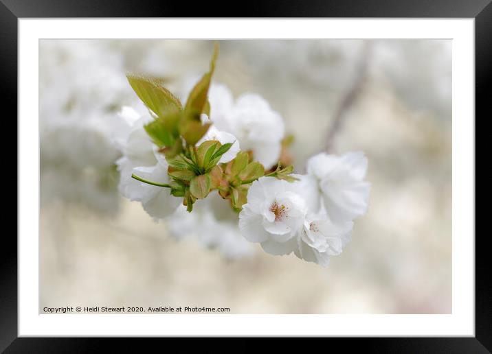 Cherry Blossom Framed Mounted Print by Heidi Stewart